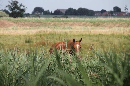 Norfolk horse