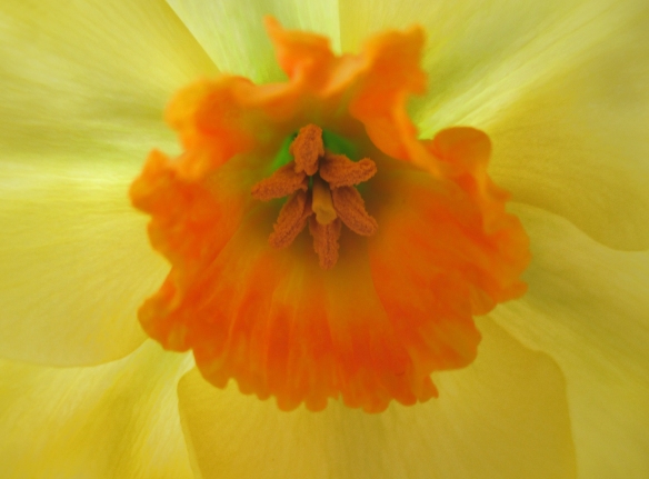  Daffodil stamens