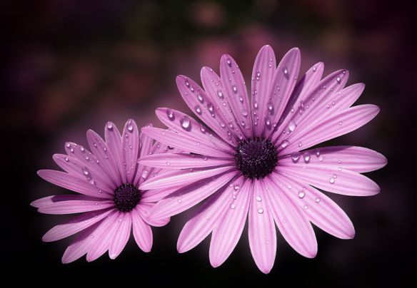 Dew drops on Daisies