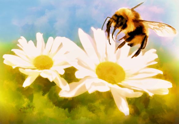 Bumble Bee on Daisies