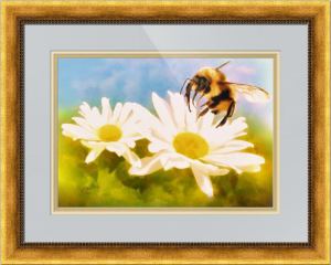 Bumble bee on daisies